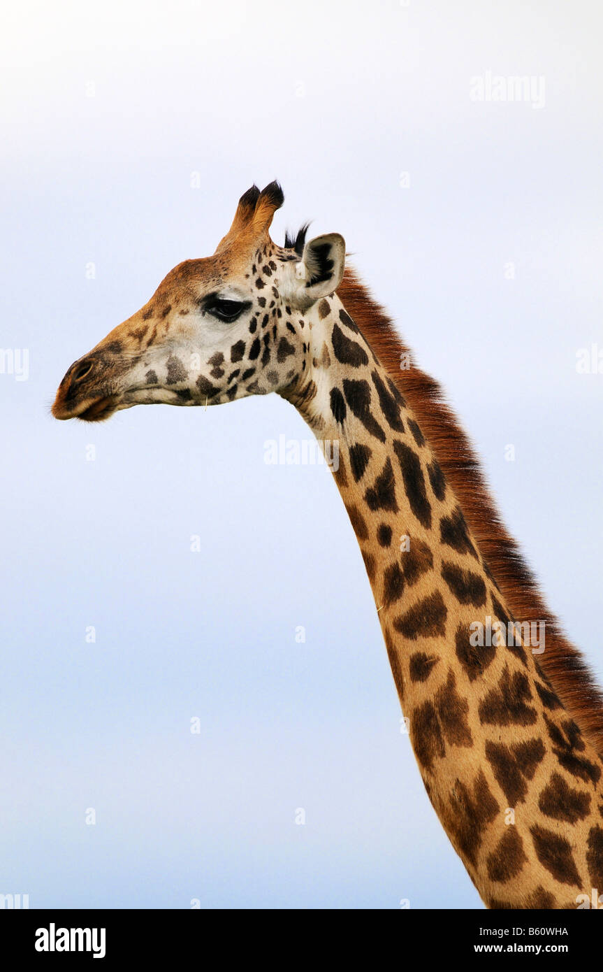 Masai Giraffe (Giraffa camelopardalis), portrait, Samburu National Reserve, Kenya, East Africa, Africa Stock Photo