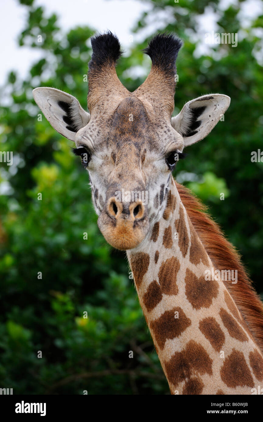 Masai Giraffe (Giraffa camelopardalis), portrait, Nairobi National Park, Kenya, East Africa, Africa Stock Photo