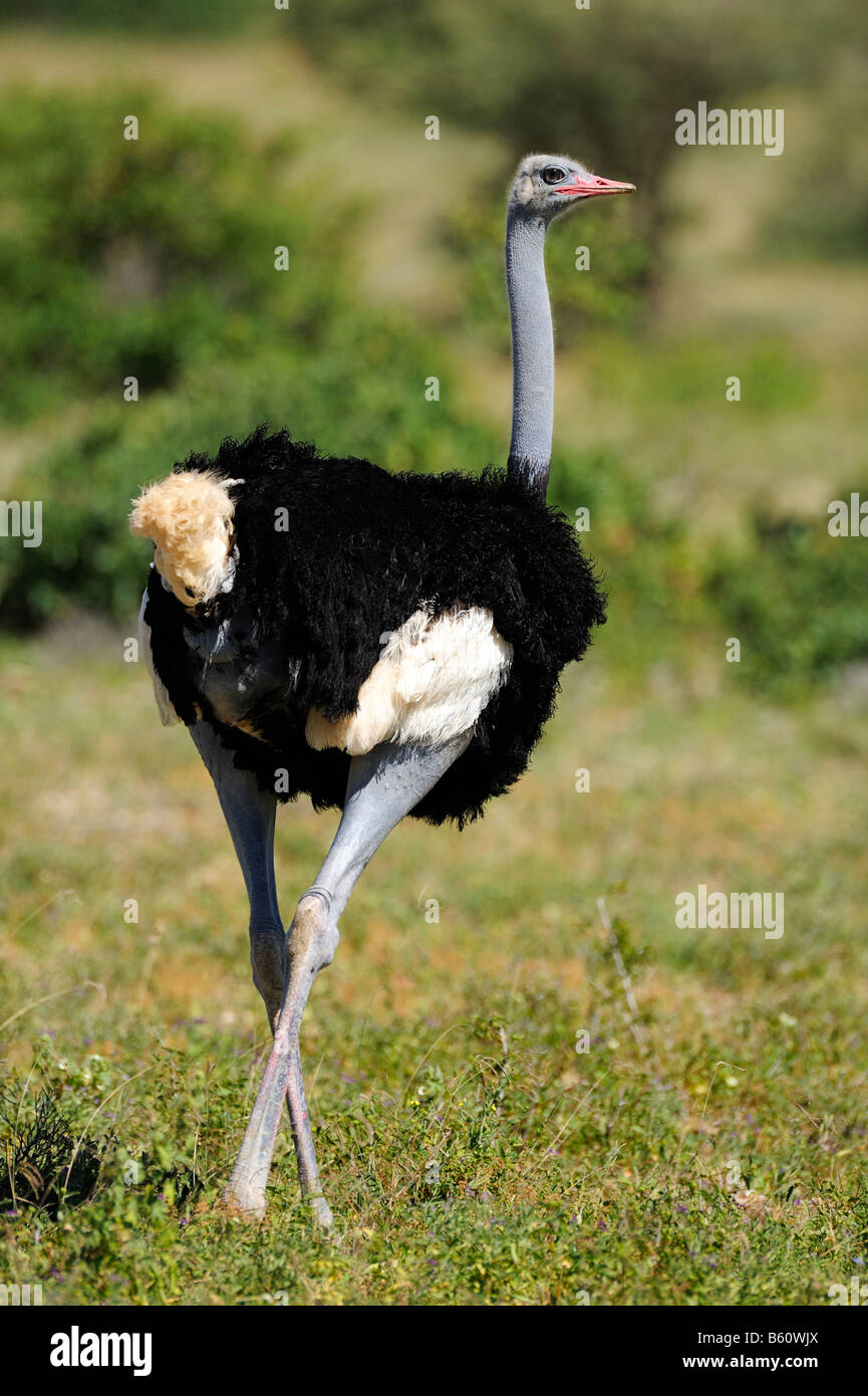 Somali Ostrich (Struthio camelus molybdophanes), Samburu National Reserve, Kenya, East Africa, Africa Stock Photo