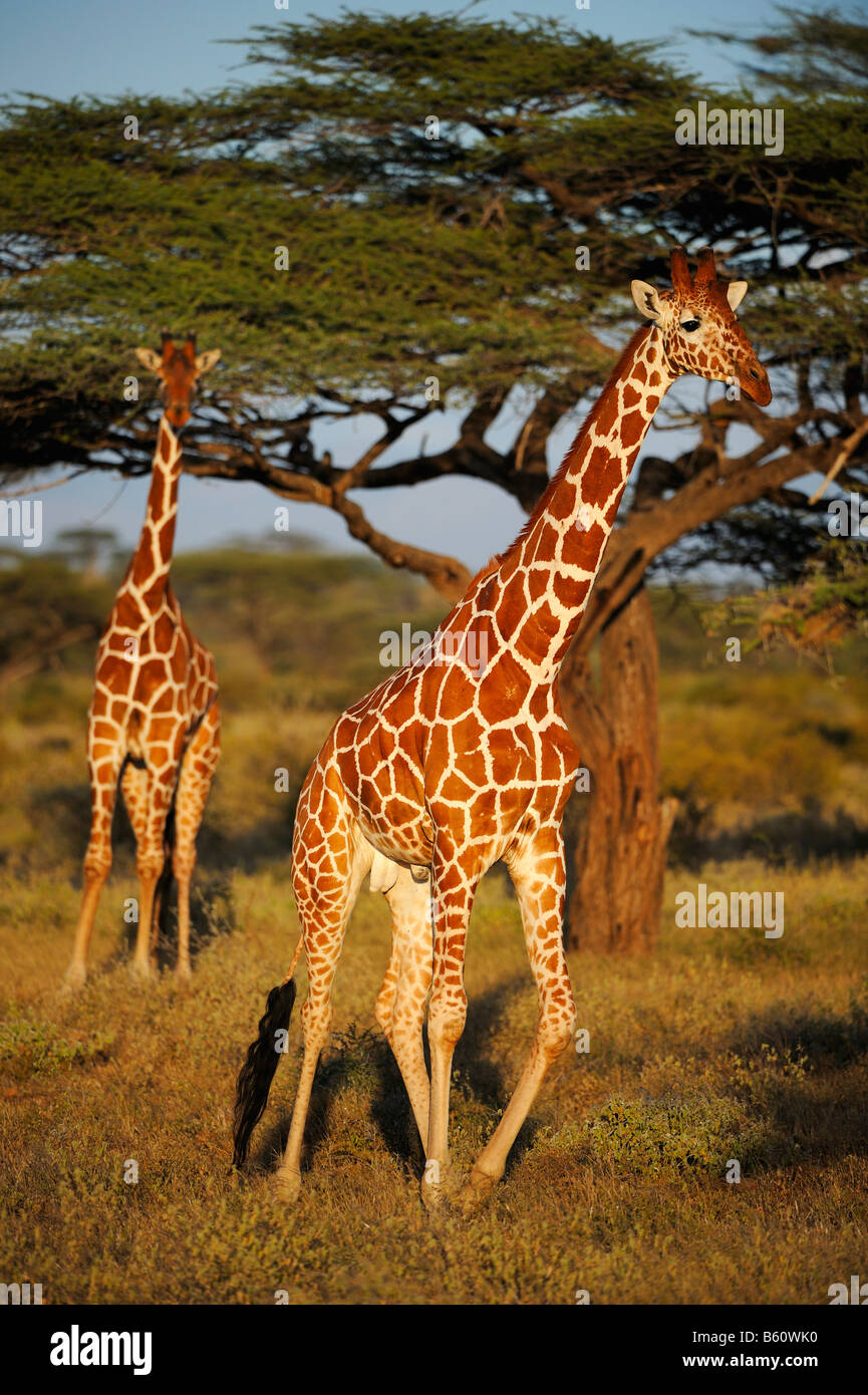 Somali Giraffe or Reticulated Giraffe (Giraffa camelopardalis reticulata) in the day's last light, Samburu National Reserve Stock Photo
