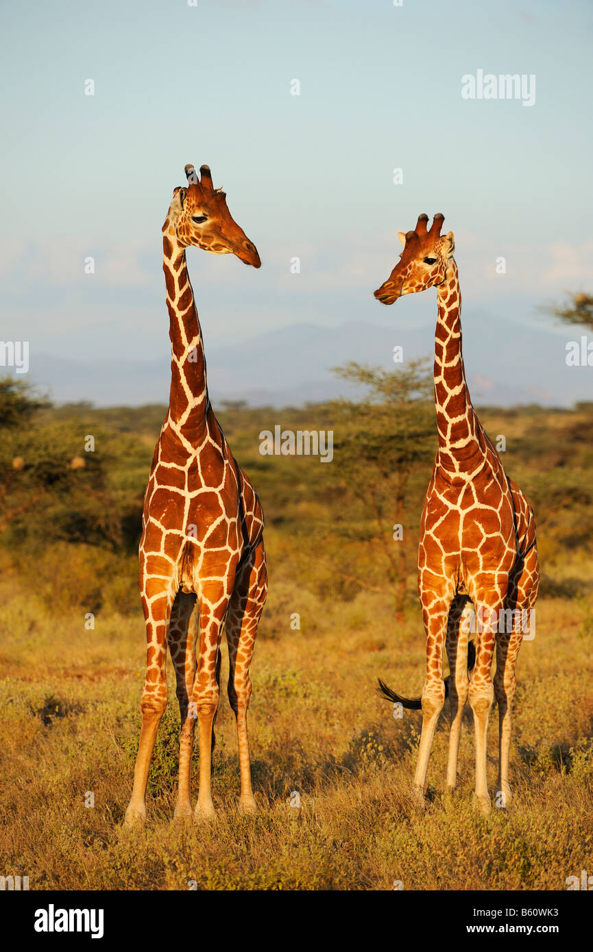 Somali Giraffe or Reticulated Giraffe (Giraffa camelopardalis reticulata) in the day's last light, Samburu National Reserve Stock Photo