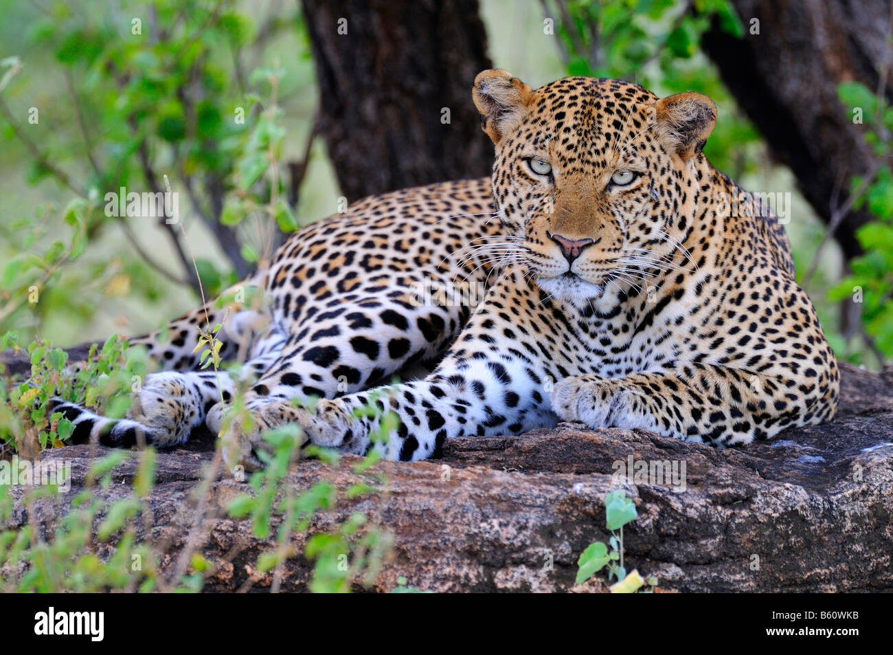 African Leopard (Panthera pardus pardus) relaxing on a boulder, Samburu National Reserve, Kenya, East Africa, Africa Stock Photo