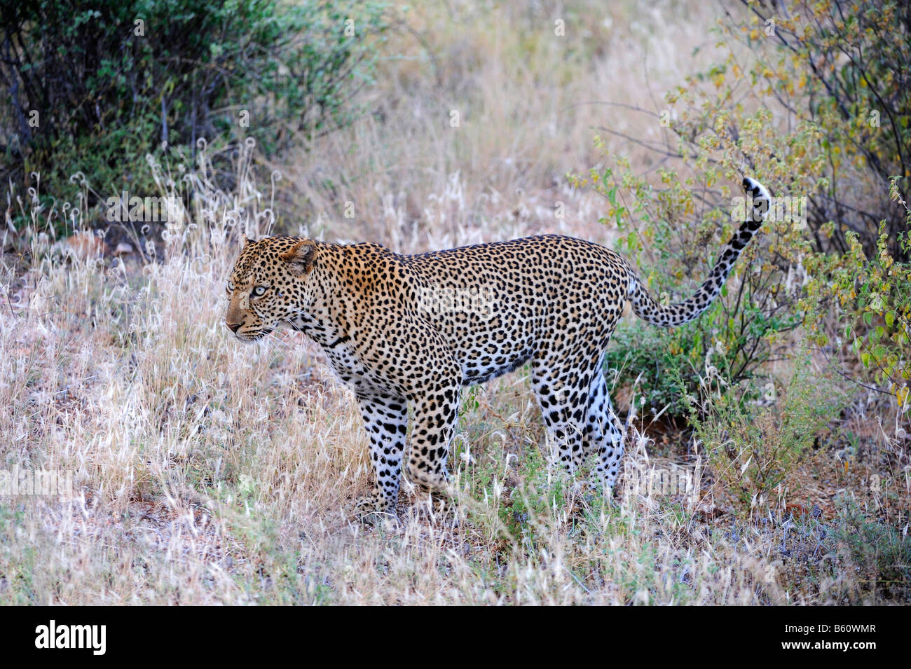 African Leopard (Panthera pardus pardus), Samburu National Reserve, Kenya, East Africa, Africa Stock Photo