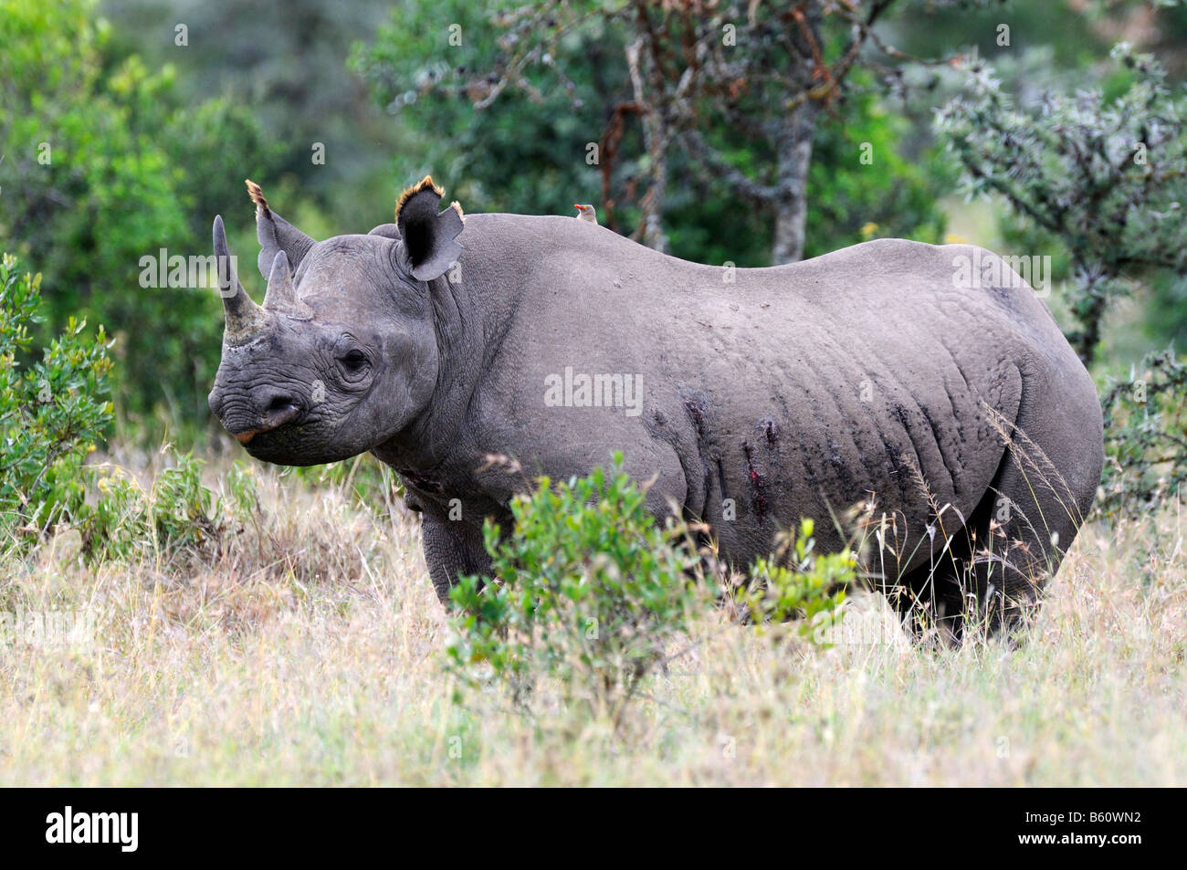 Black Rhinoceros (Diceros bicornis), Sweetwater Game Reserve, Kenya
