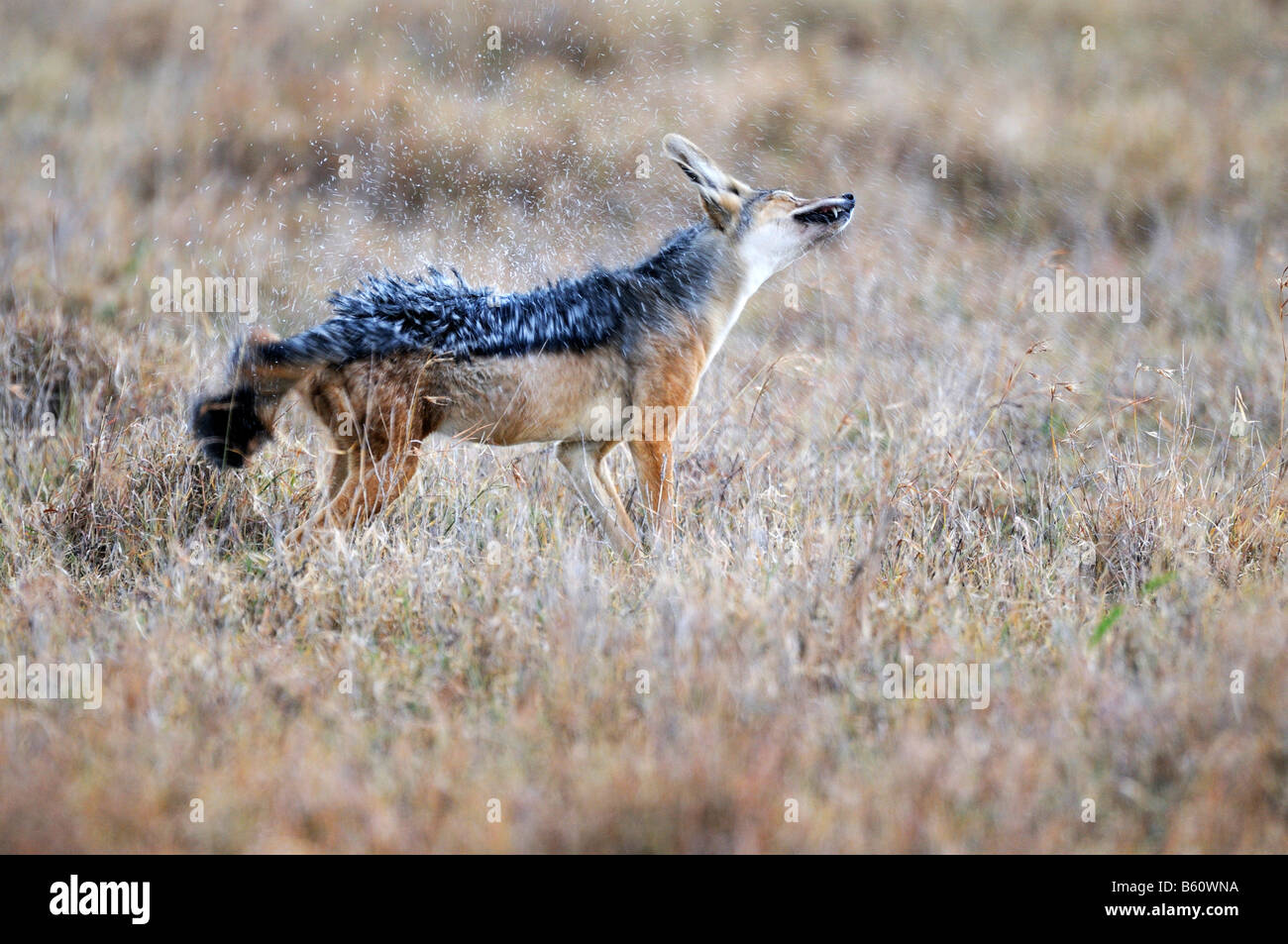 Black-backed Jackal (Canis mesomelas) shaking water off its fur, Sweetwater Game Reserve, Kenya, East Africa, Africa Stock Photo