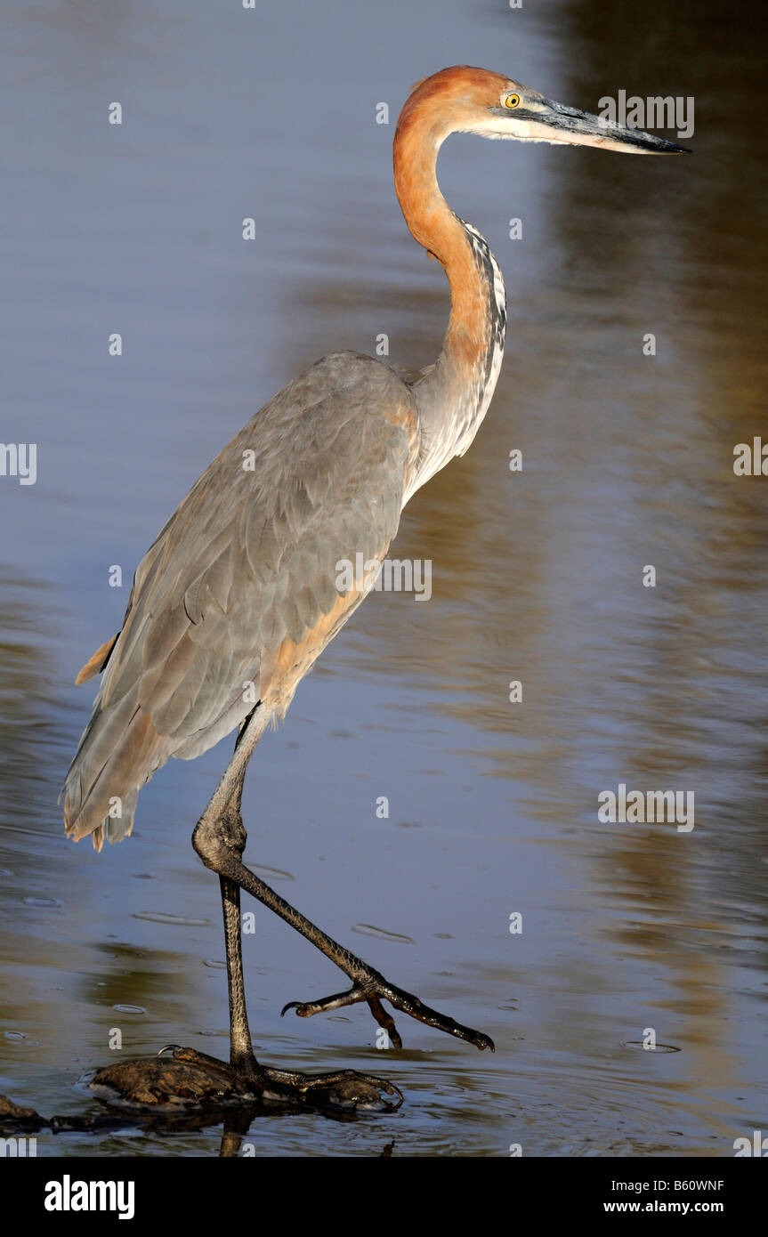 Goliath Heron (Ardea goliath), Sweetwater Game Reserve, Kenya, East