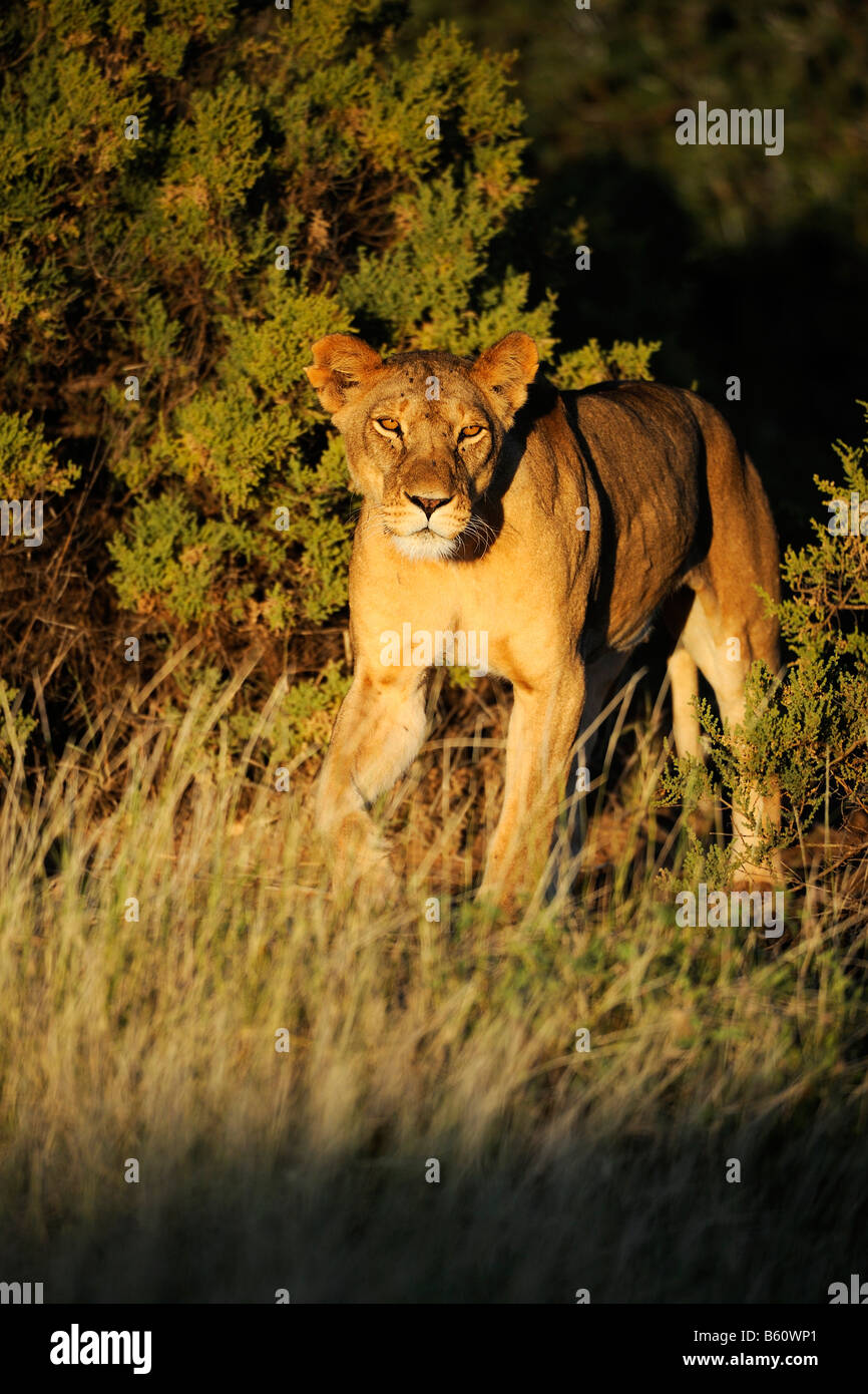 Lioness (Panthera leo) in the day's first light, Samburu National Reserve, Kenya, East Africa, Africa Stock Photo