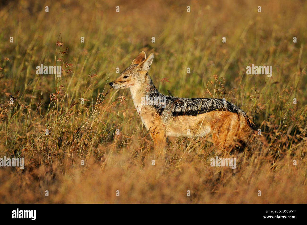 Black-backed Jackal (Canis mesomelas) in the day's first light, Sweetwater Game Reserve, Kenya, East Africa, Africa Stock Photo