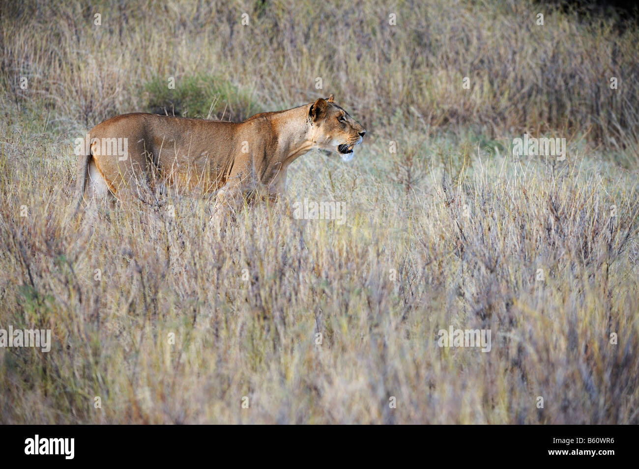 Lion (Panthera leo), Samburu National Reserve, Kenya, Africa Stock Photo