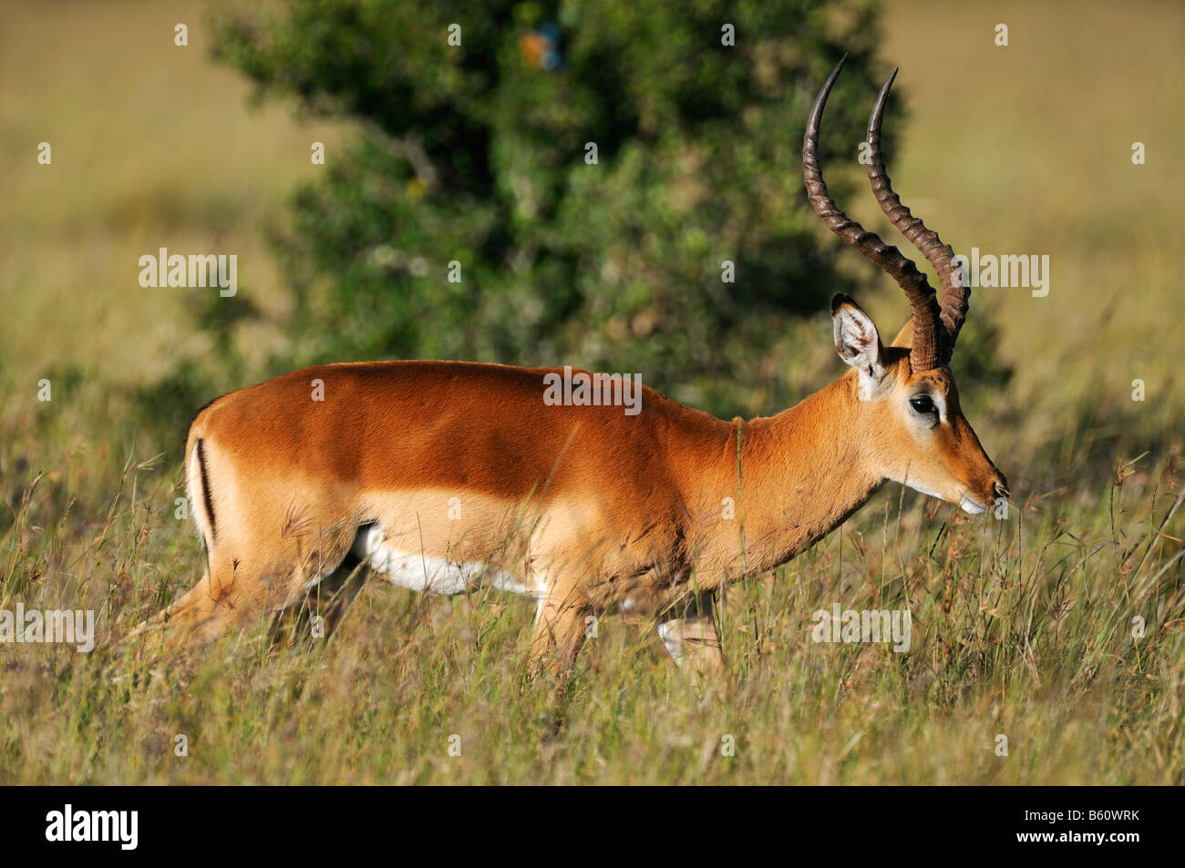 Impala (Aepyceros melampus), buck, Sweetwater Game Reserve, Kenya, Africa Stock Photo