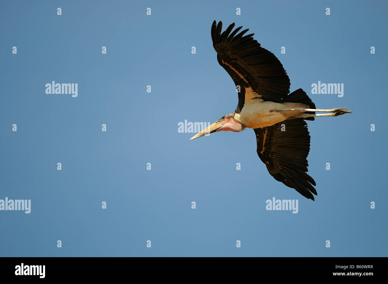 Marabou Stork (Leptoptilos crumeniferus) in flight, Sweetwater Game Reserve, Kenya, Africa Stock Photo