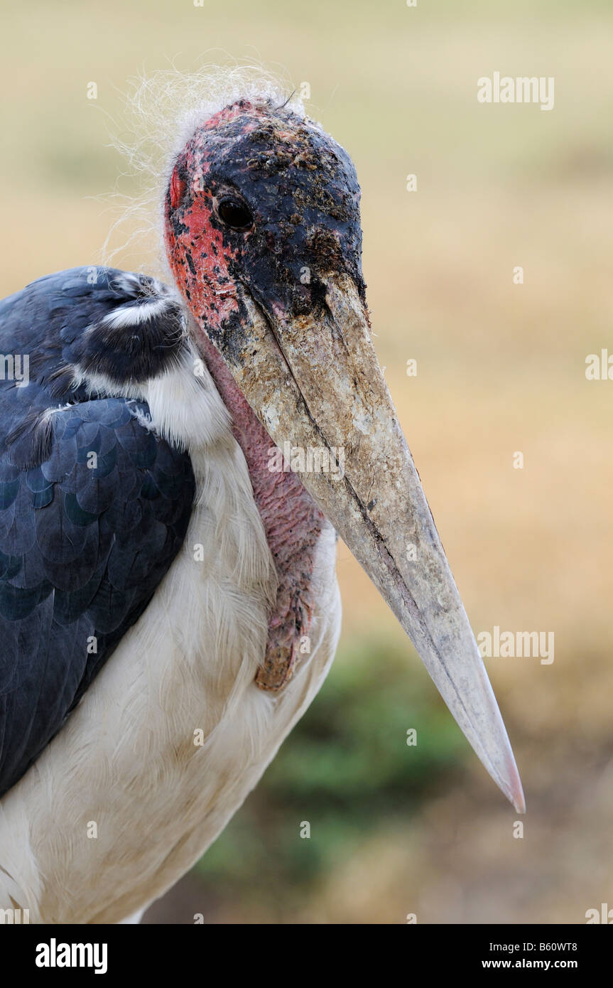 Marabou Stork (Leptoptilos crumeniferus), portrait, Sweetwater Game Reserve, Kenya, Africa Stock Photo