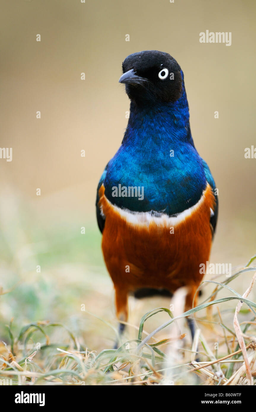 Superb Starling (Lamprotornis superbus), Sweetwater Game Reserve, Kenya, Africa Stock Photo