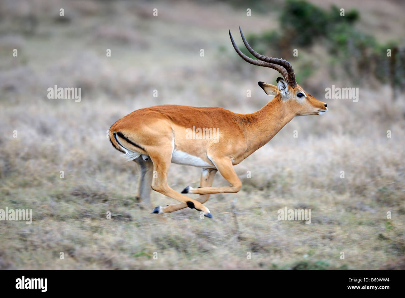 Impala (Aepyceros melampus), buck running, Sweetwater Game Reserve, Kenya, Africa Stock Photo