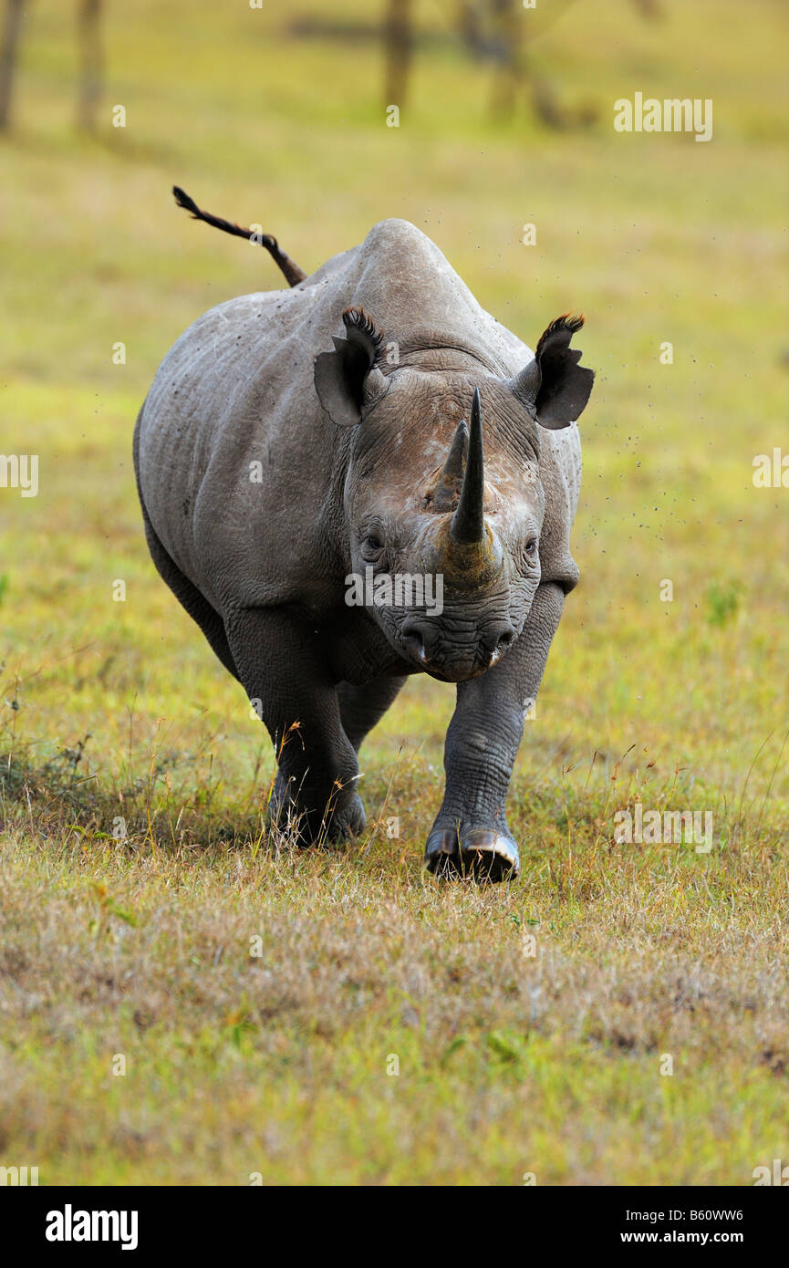 Black Rhinoceros (Diceros bicornis), charging, Sweetwater Game Reserve