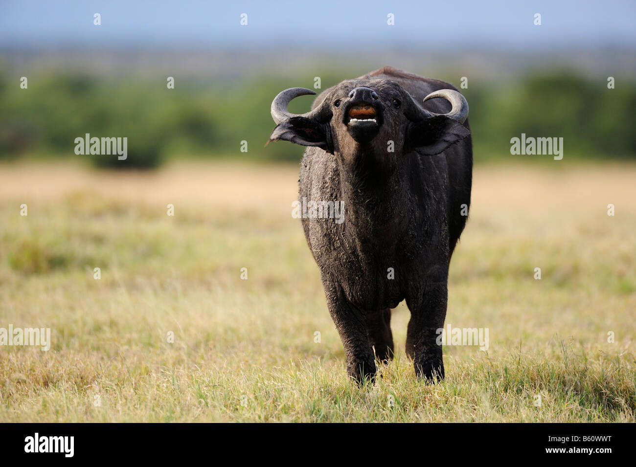 African Buffalo or Cape Buffalo (Syncerus caffer), young bull bellowing,  Sweetwater Game Reserve, Kenya, Africa Stock Photo - Alamy