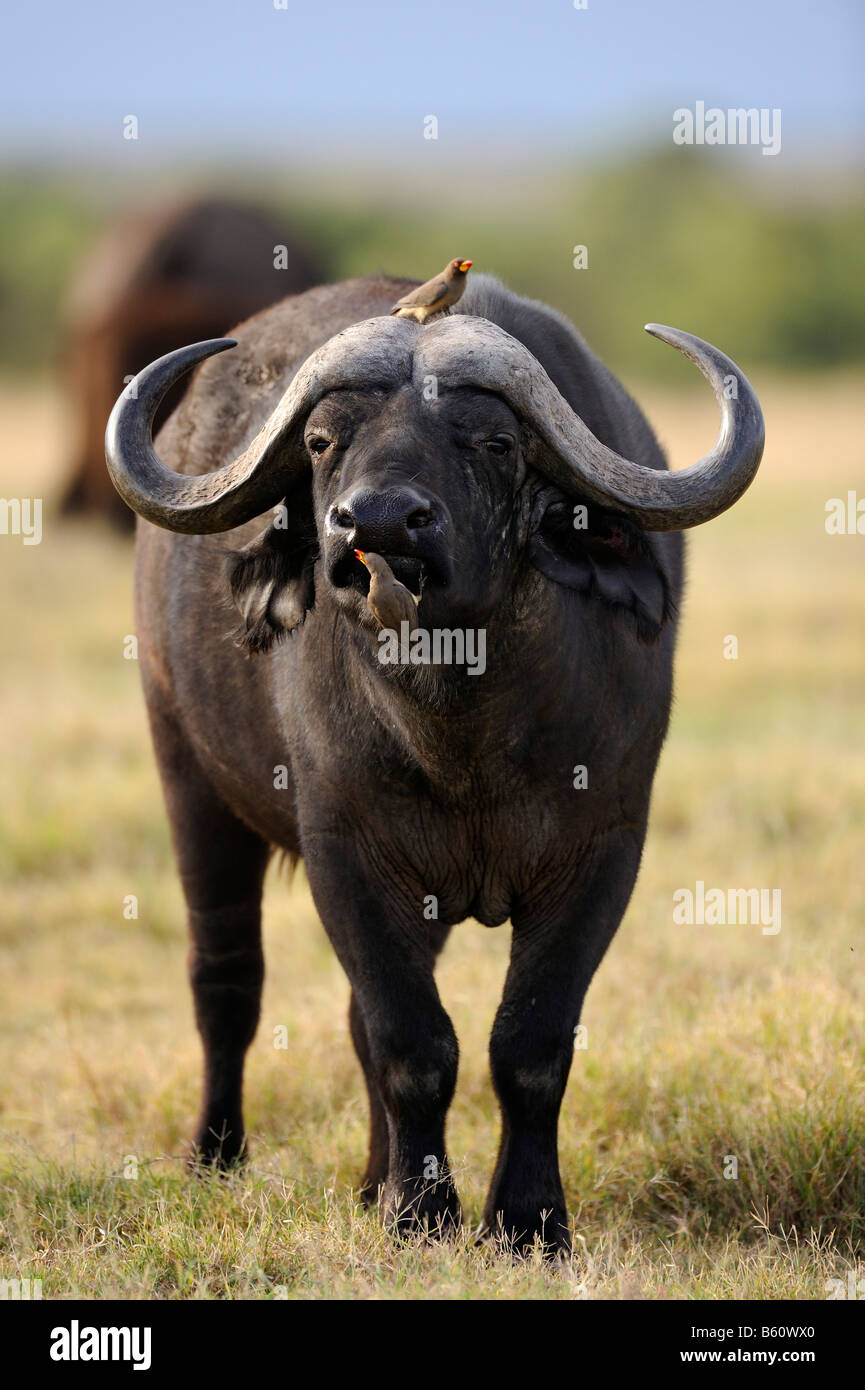 Cape buffalo bull hi-res stock photography and images - Alamy