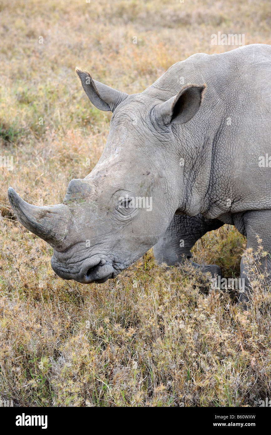 White Rhinoceros or Square-lipped Rhinoceros (Ceratotherium simum), portrait, Sweetwater Game Reserve, Kenya, Africa Stock Photo