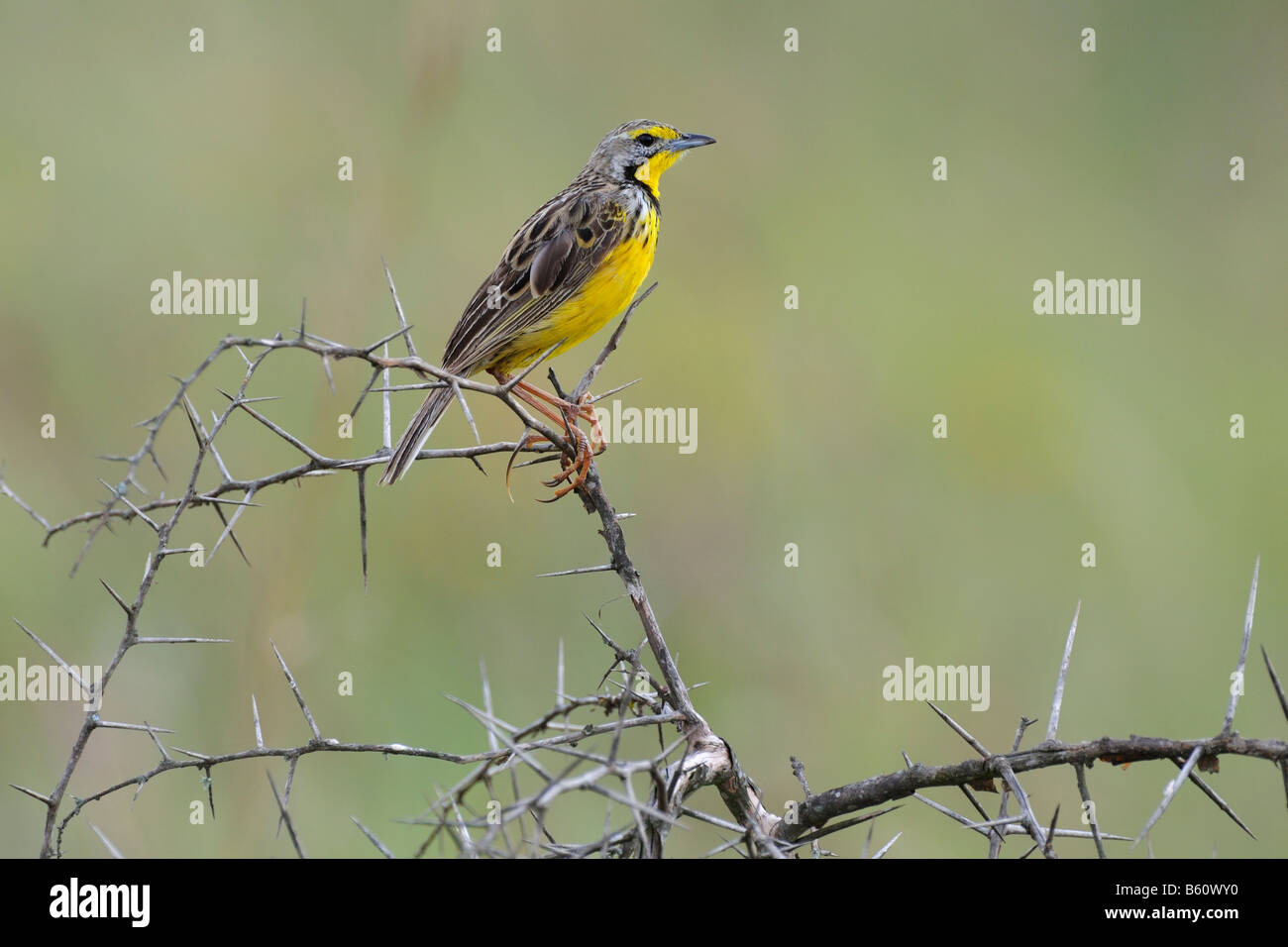 Yellow-throated Longclaw (Macronyx croceus), Nairobi National Park, Kenya, Africa Stock Photo