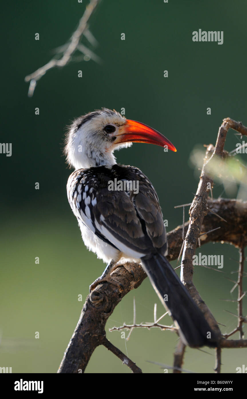 Red-billed Hornbill (Tockus erythrorhynchus), Samburu National Reserve, Kenya, Africa Stock Photo