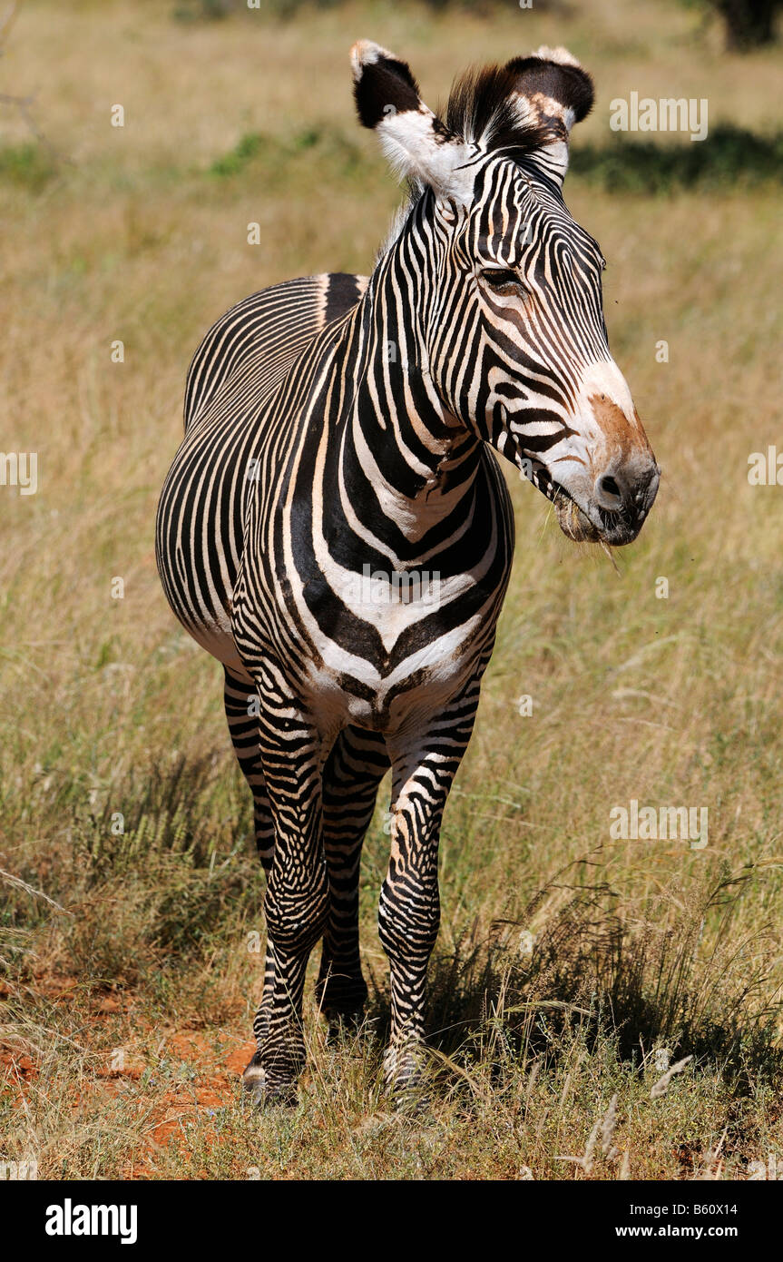 Grevy's zebra, or Imperial zebra (Equus grevyi), stallion, Samburu National Reserve, Kenya, Africa Stock Photo
