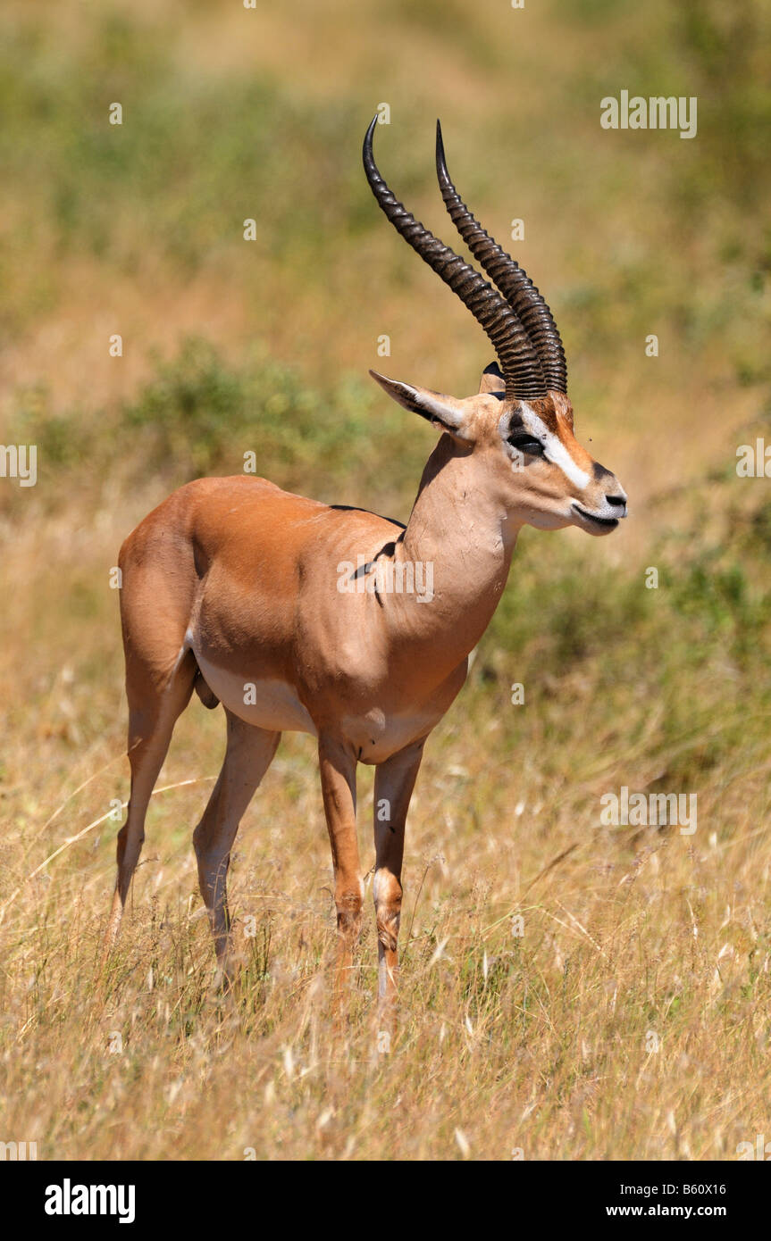 Grant's Gazelle (Nanger granti), buck, Samburu National Reserve, Kenya, Africa Stock Photo