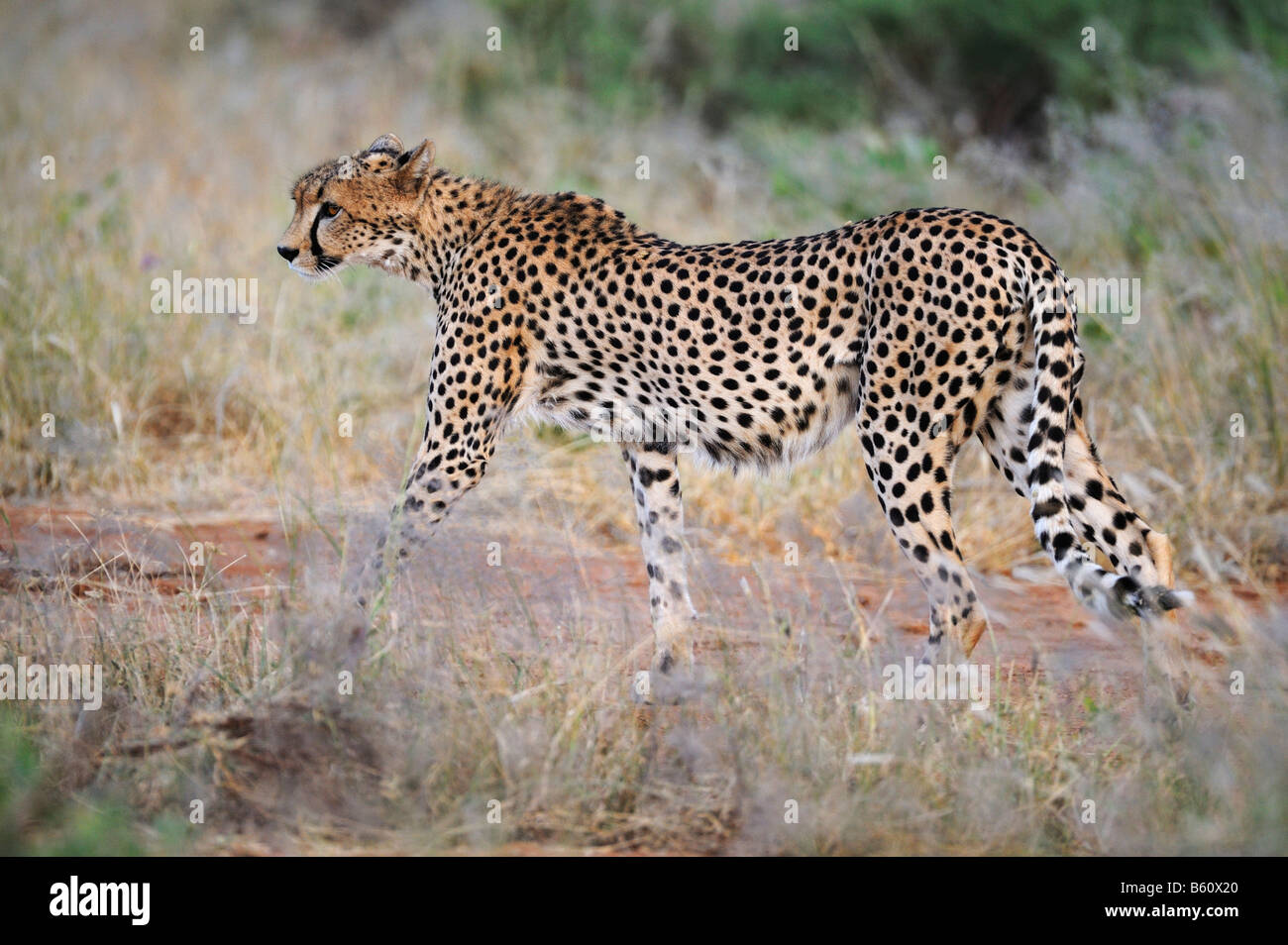 Cheetah (Acinonyx jubatus), Samburu National Reserve, Kenya, Africa Stock Photo