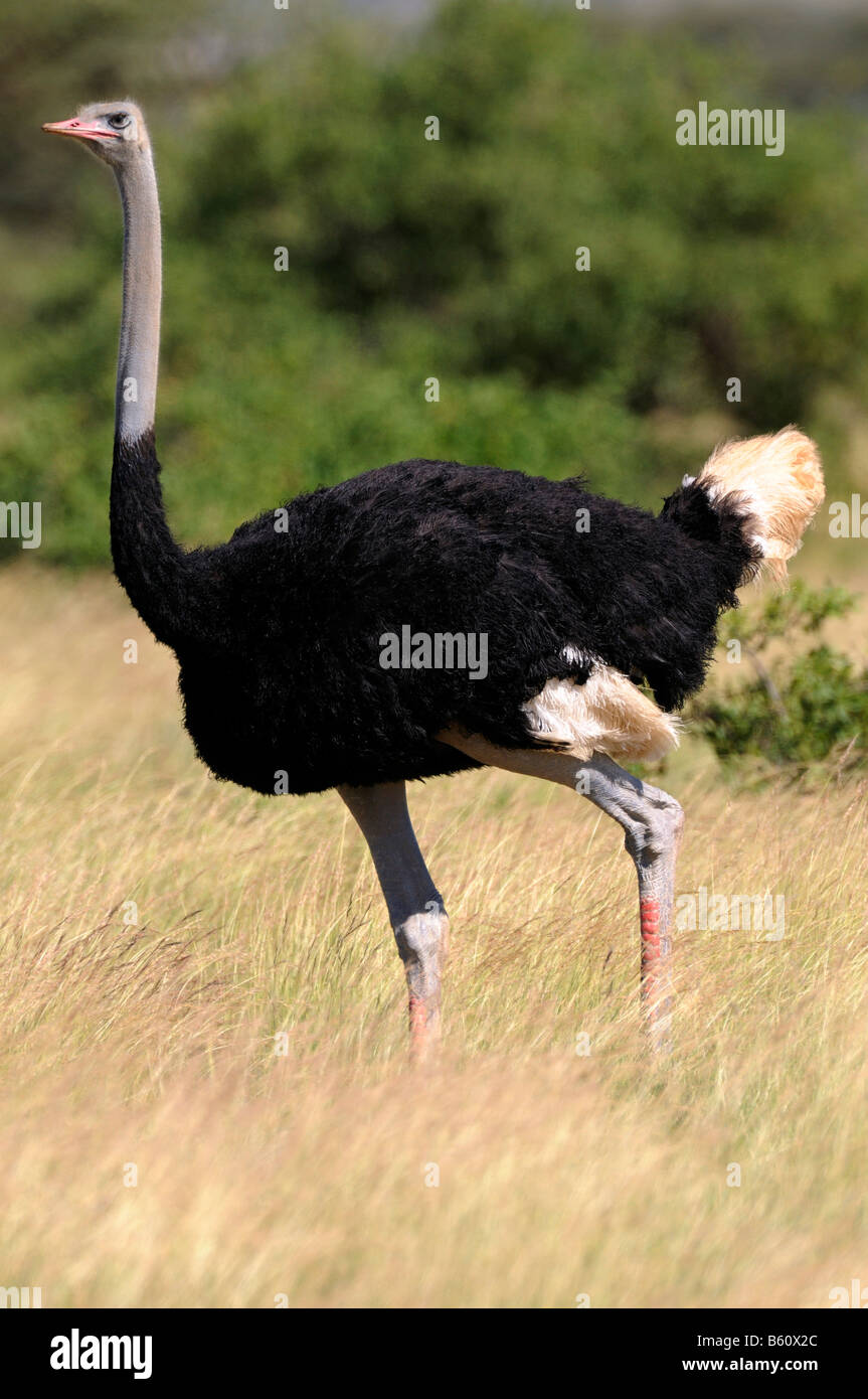 Somali Ostrich (Struthio camelus molybdophanes), Samburu National Reserve, Kenya, East Africa, Africa Stock Photo