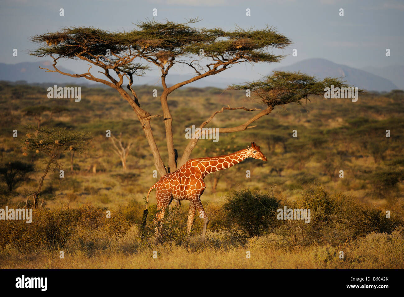 Somali Giraffe or Reticulated Giraffe (Giraffa camelopardalis reticulata) in the landscape, Samburu National Reserve, Kenya Stock Photo