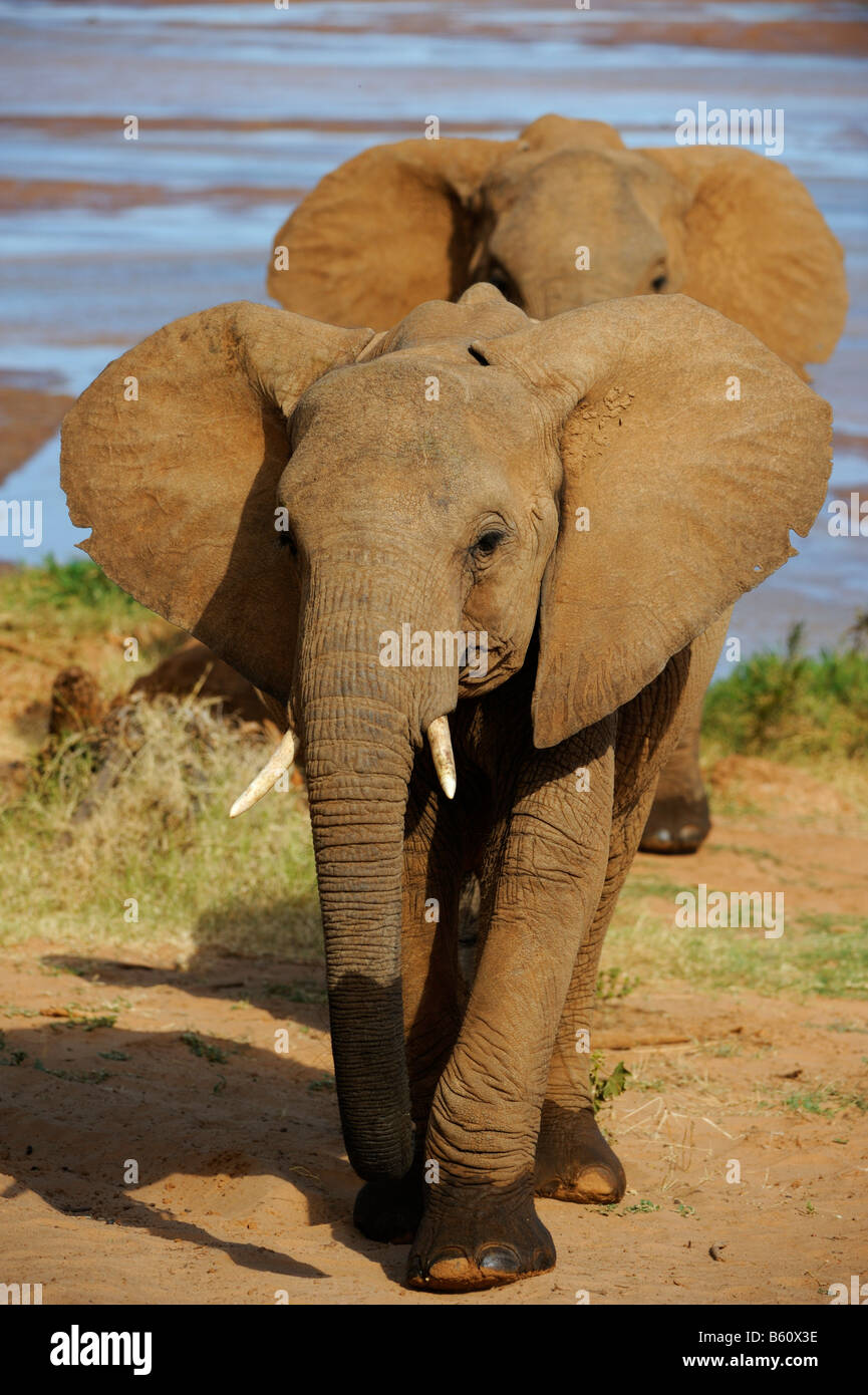 African Bush Elephants (Loxodonta africana), Samburu National Reserve, Kenya, East Africa, Africa Stock Photo