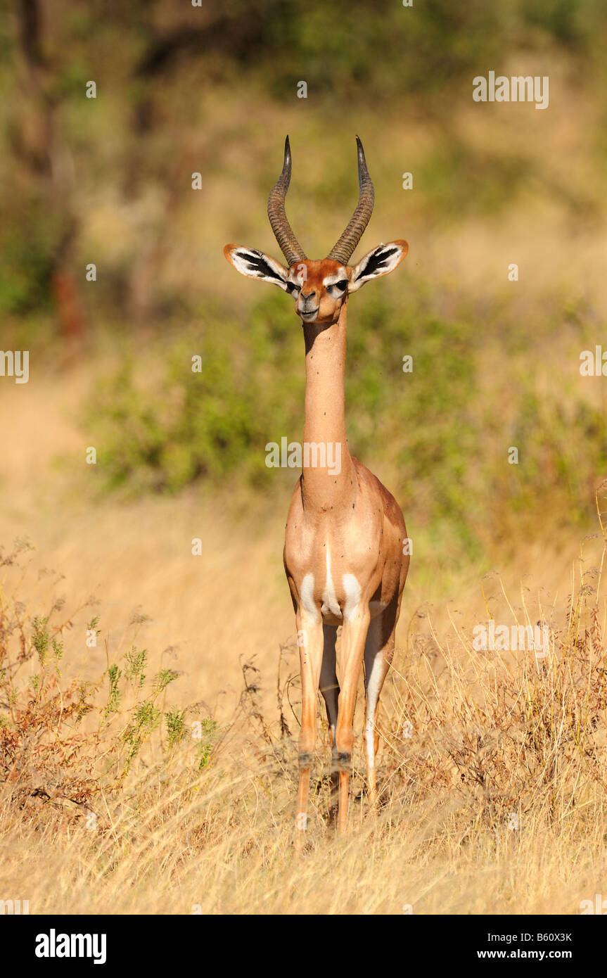 Gerenuk or Waller's Gazelle (Litocranius walleri), Samburu National Reserve, Kenya, Africa Stock Photo