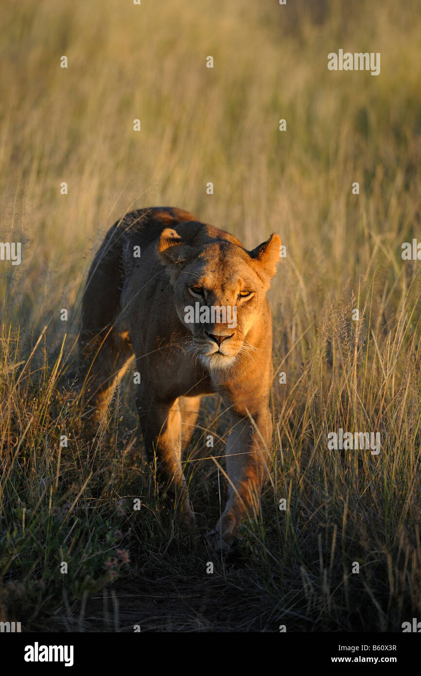 Lion (Panthera leo), lioness at dawn, Samburu National Reserve, Kenya, Africa Stock Photo