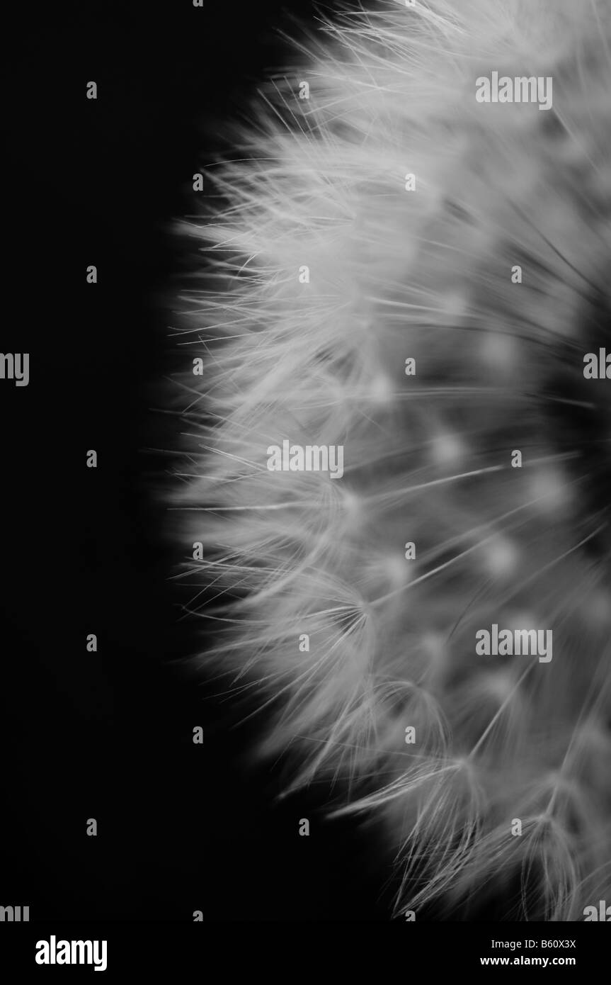 Dandelion black and white Stock Photo - Alamy