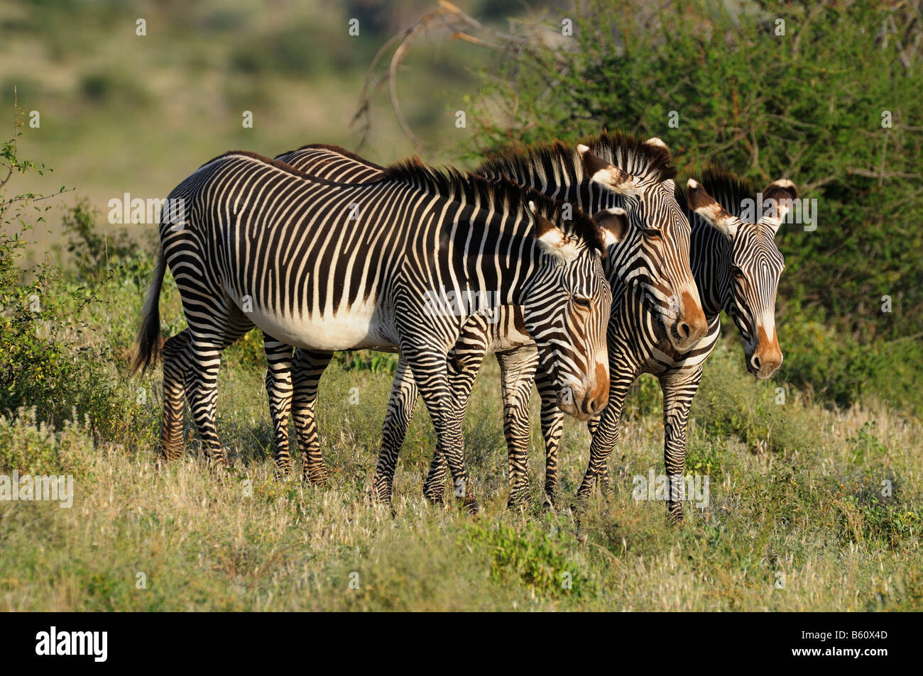 Grevy's zebra, or Imperial zebra (Equus grevyi), herd, Samburu National Reserve, Kenya, Africa Stock Photo