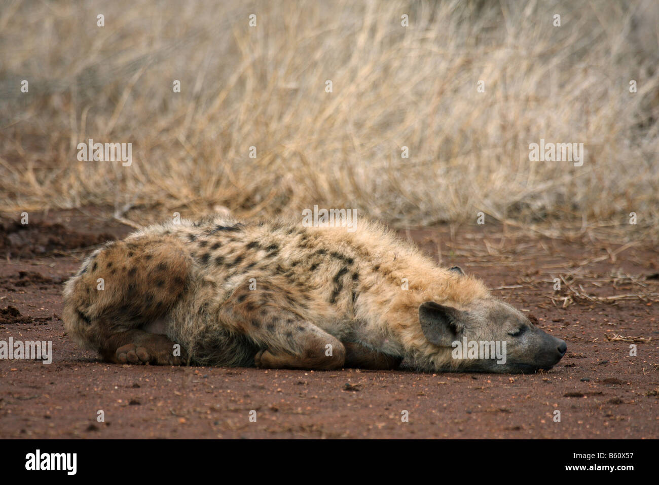 spotted hyaena crocuta crocuta single adult sleeping Stock Photo