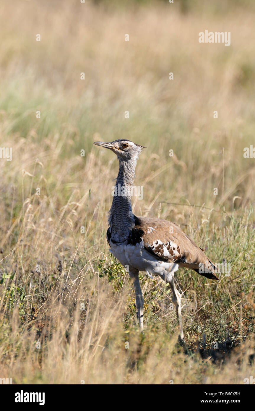 Kori Bustard (Ardeotis kori), Samburu National Reserve, Kenya, East Africa, Africa Stock Photo