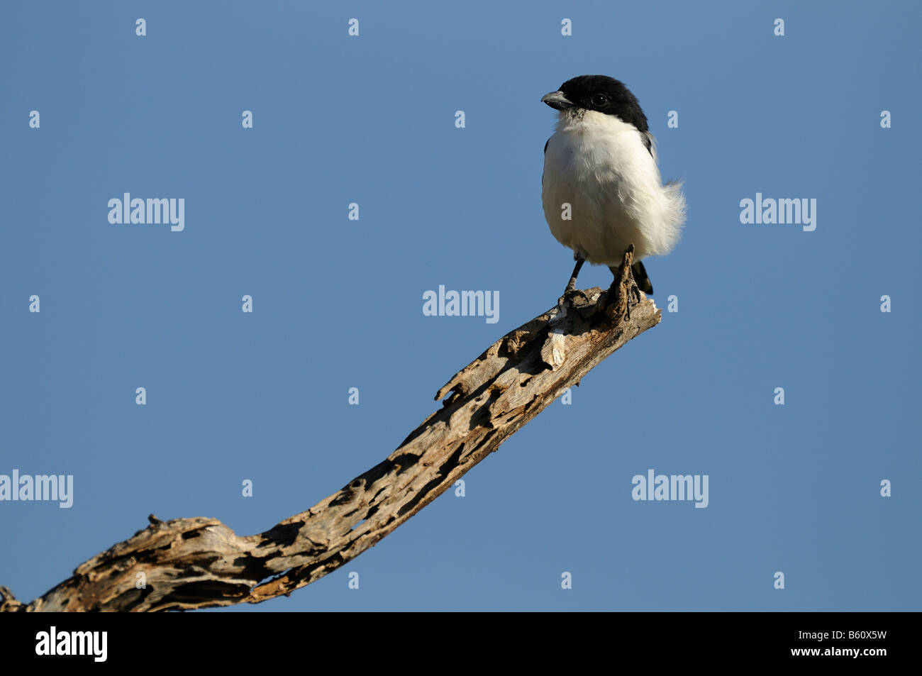 Long-tailed Fiscal (Lanius cabanisi) perched on a lookout branch, Samburu National Reserve, Kenya, East Africa, Africa Stock Photo