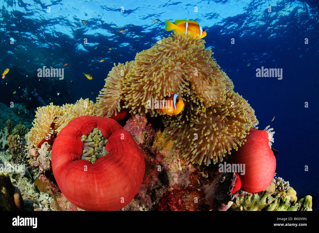 Amphiprion bicinctus and Heteractis magnifica, Red sea anemonefishes in magnificent sea anemone or Ritteri anemone, Red Sea Stock Photo