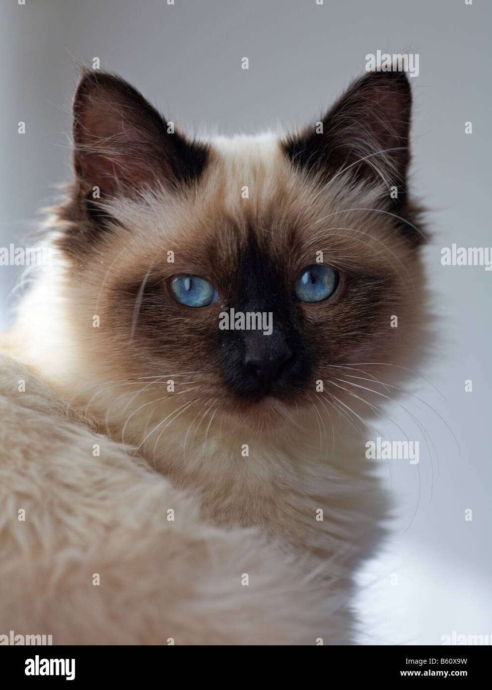 Seal point 2025 birman kitten