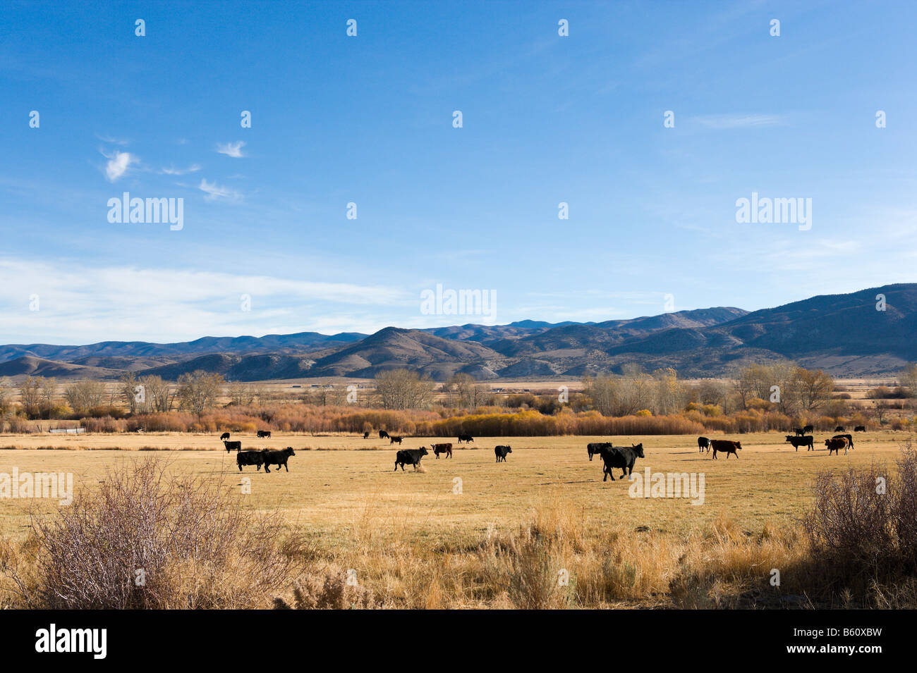 Cattle farm in the Fall with the Sierra Nevada mountains in the distance, High Sierra on US 395 just south of Nevada, California Stock Photo
