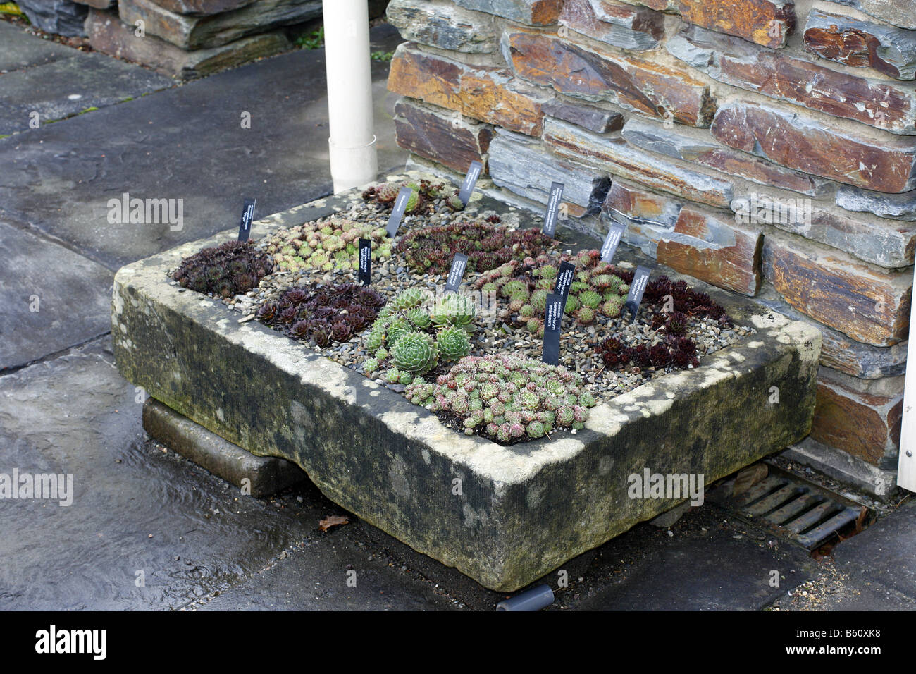 STONE TROUGH PLANTED WITH SEMPERVIVUMS AT RHS ROSEMOOR GARDEN DEVON