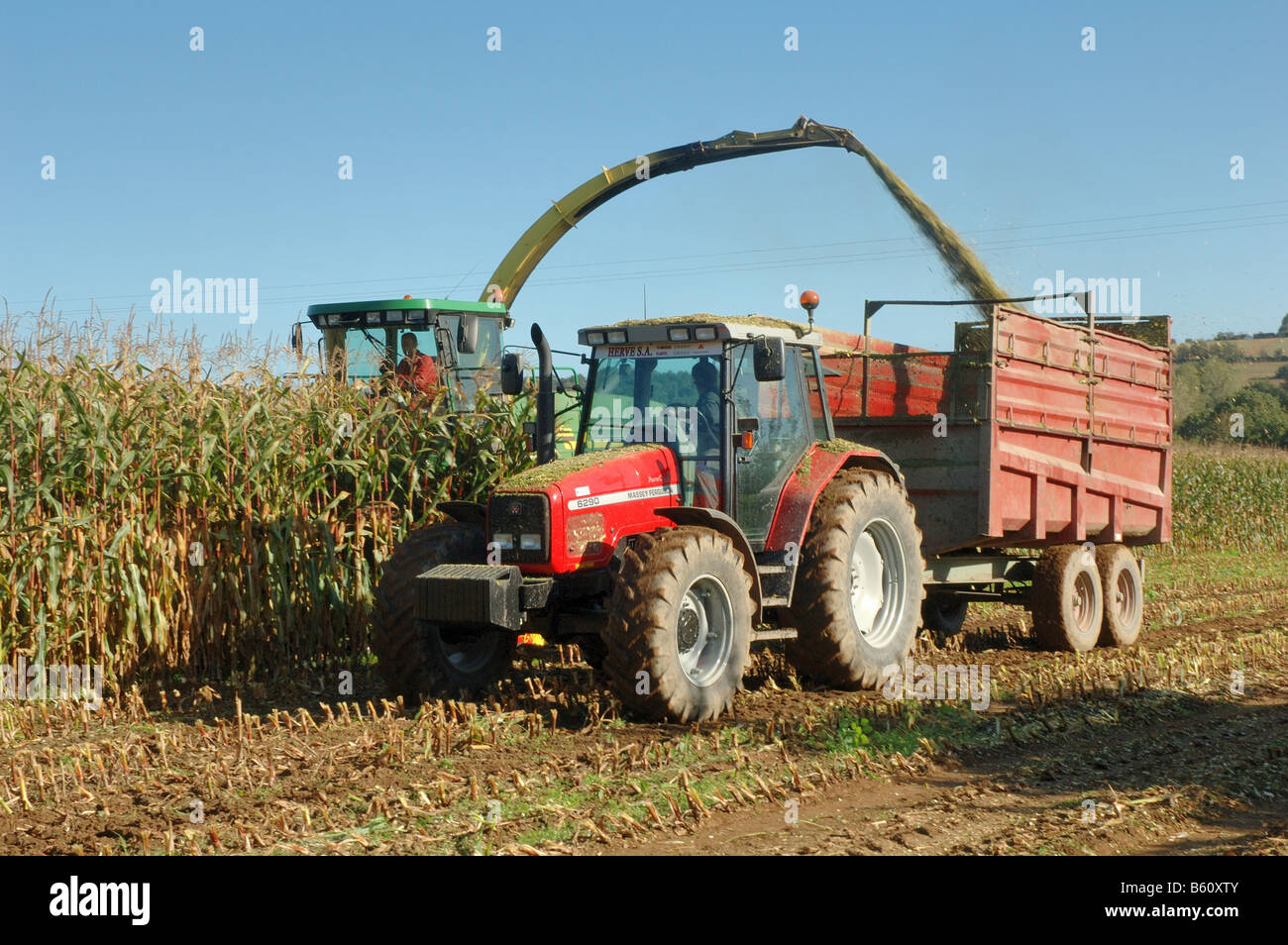 A corn field autumn Stock Photo