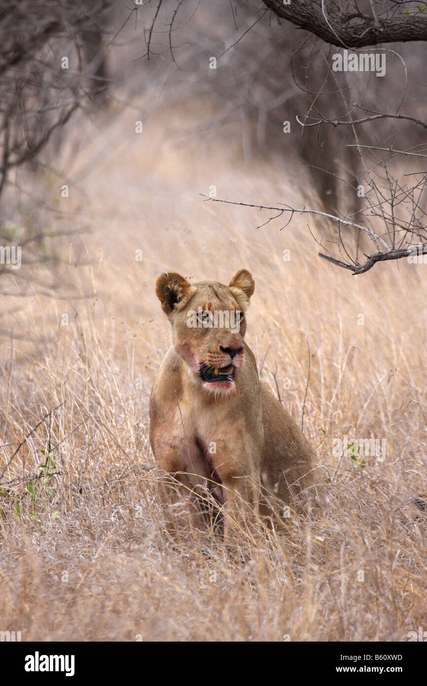 lioness in long grass with blood around mouth Stock Photo