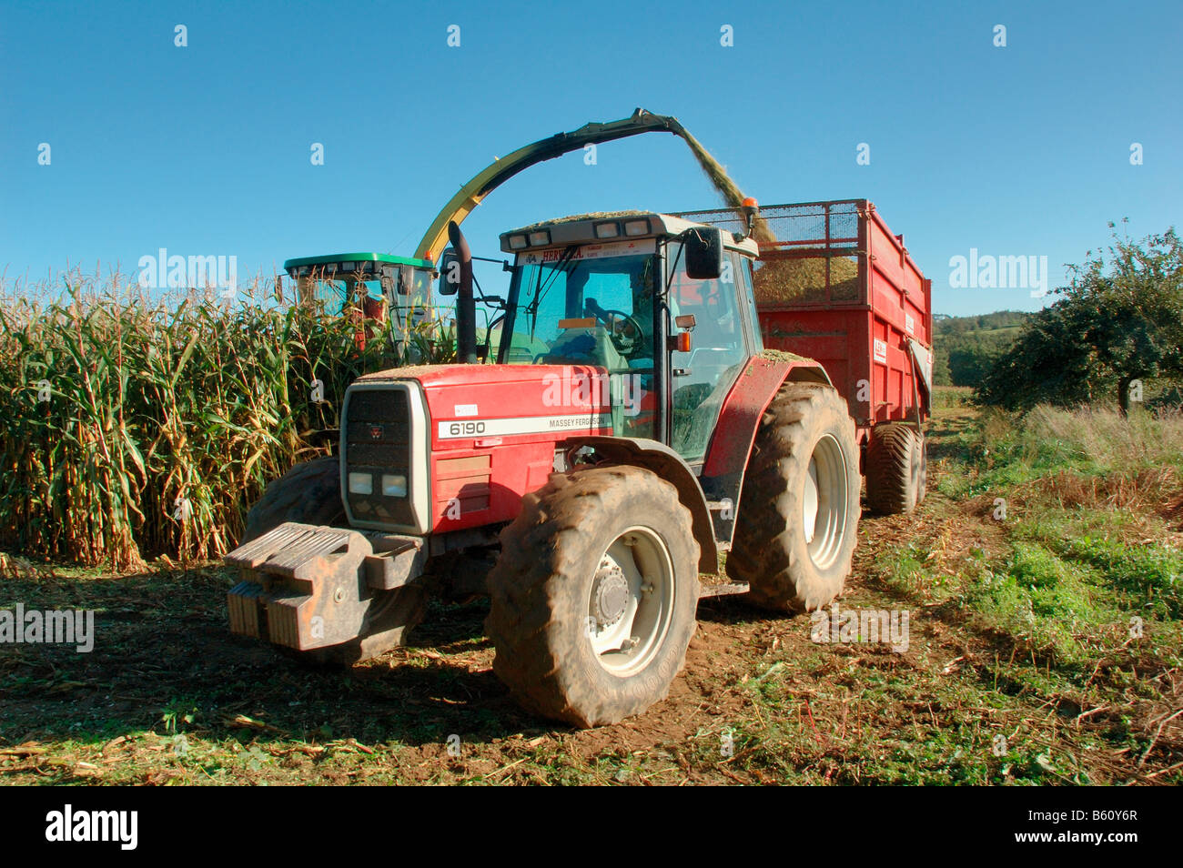 A corn field autumn Stock Photo