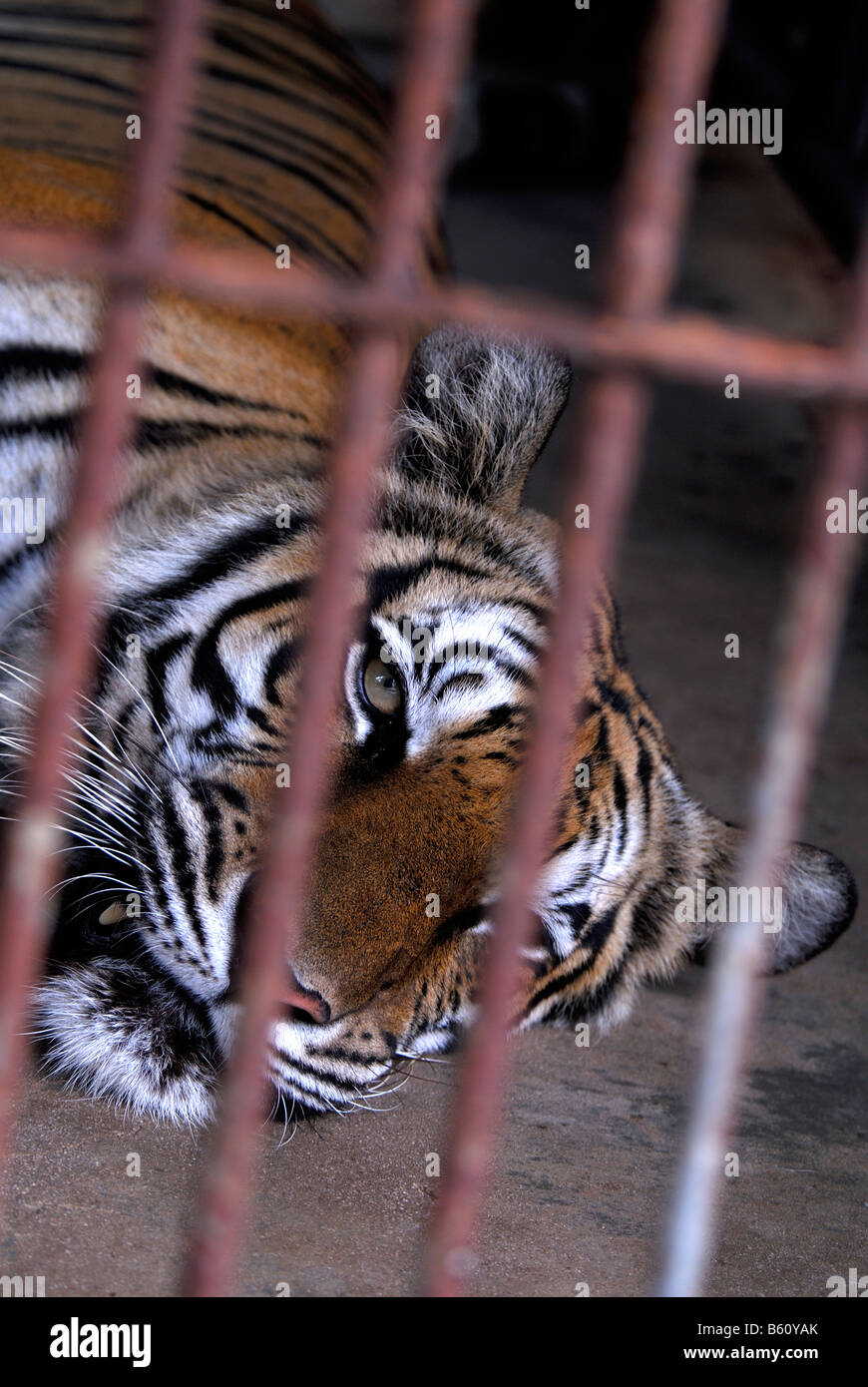 Indochinese tiger in a cage Stock Photo