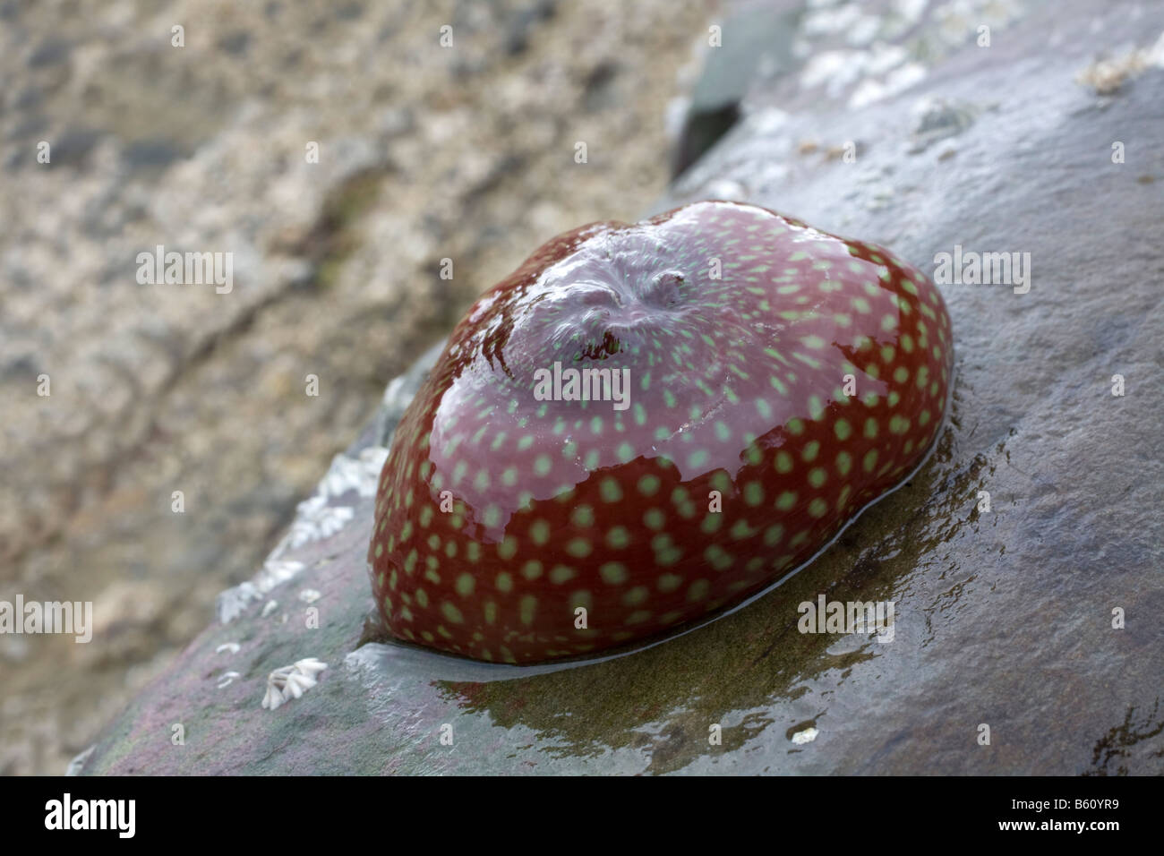 strawberry anemone Actinia fragacea Stock Photo