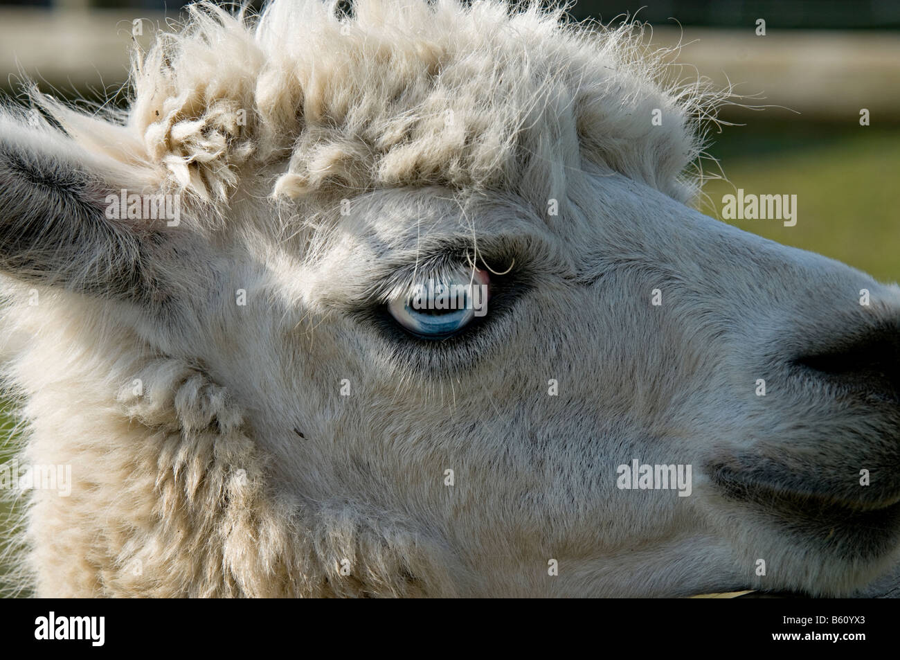 portrait of a llamas head Stock Photo