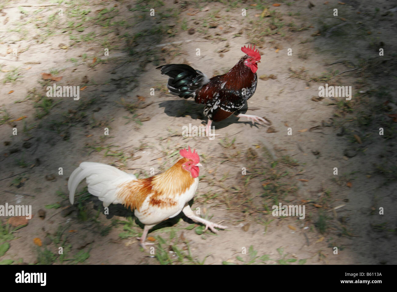 Two roosters running Stock Photo