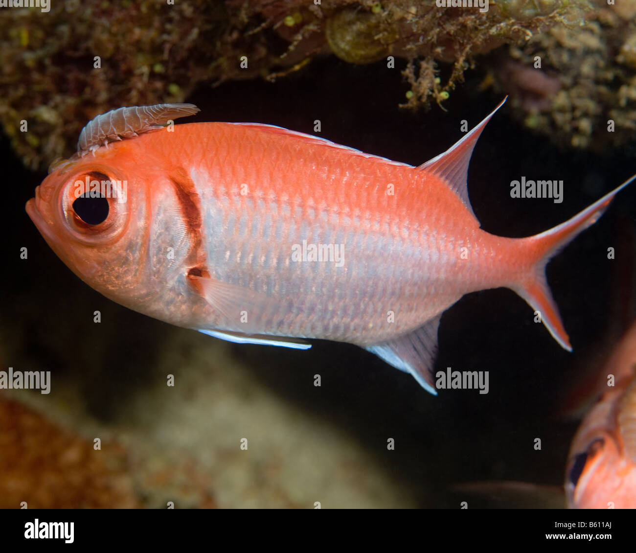 Parasitic fish isopod hi-res stock photography and images - Alamy