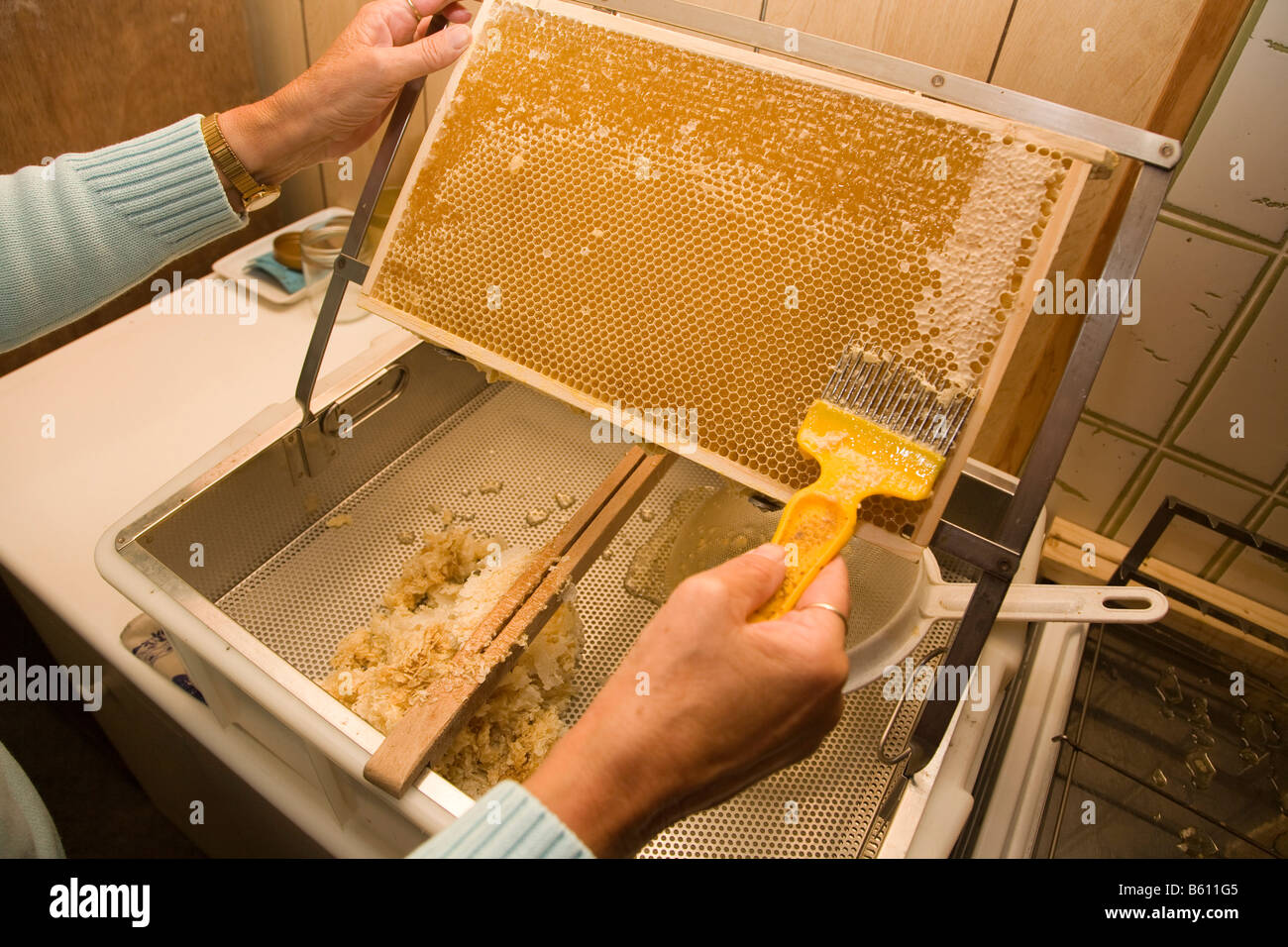 A beekeeper or apiculturist uncapping a honeycomb with an uncapping fork Stock Photo